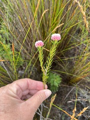 Lachnaea densiflora
