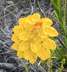 Ceratandra grandiflora