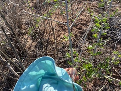 Sarcomphalus obtusifolius