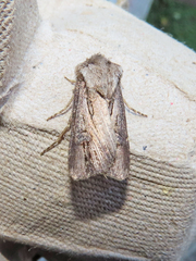 Agrotis venerabilis