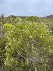 Leucadendron coniferum