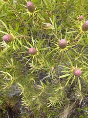 Leucadendron coniferum