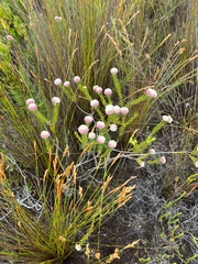 Lachnaea densiflora