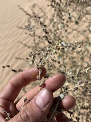 Dicoria canescens