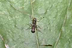 Formica cunicularia