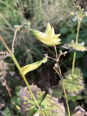 Clematis pitcheri