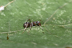 Formica cunicularia