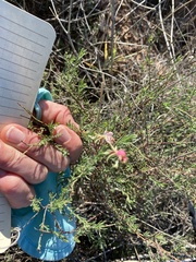 Oenothera suffrutescens