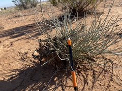 Ephedra torreyana