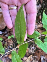 Solidago ouachitensis