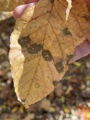 Mycosphaerella fraxinicola