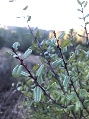 Rhamnus ilicifolia