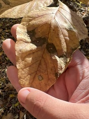 Mycosphaerella fraxinicola