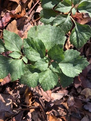 Pachysandra procumbens