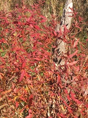 Decodon verticillatus