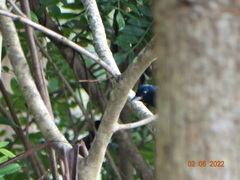 Tachyphonus coronatus