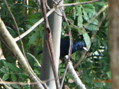 Tachyphonus coronatus