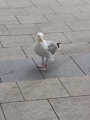 Larus argentatus