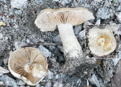Hebeloma crustuliniforme