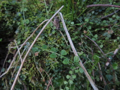 Asplenium flabellifolium