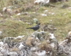Turdus torquatus