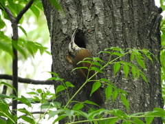 Lepidocolaptes angustirostris