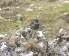 Turdus torquatus
