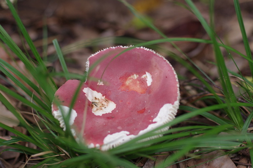 Russula