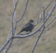 Turdus torquatus