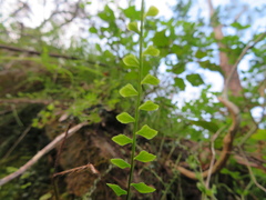 Asplenium flabellifolium