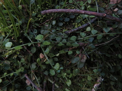 Asplenium flabellifolium