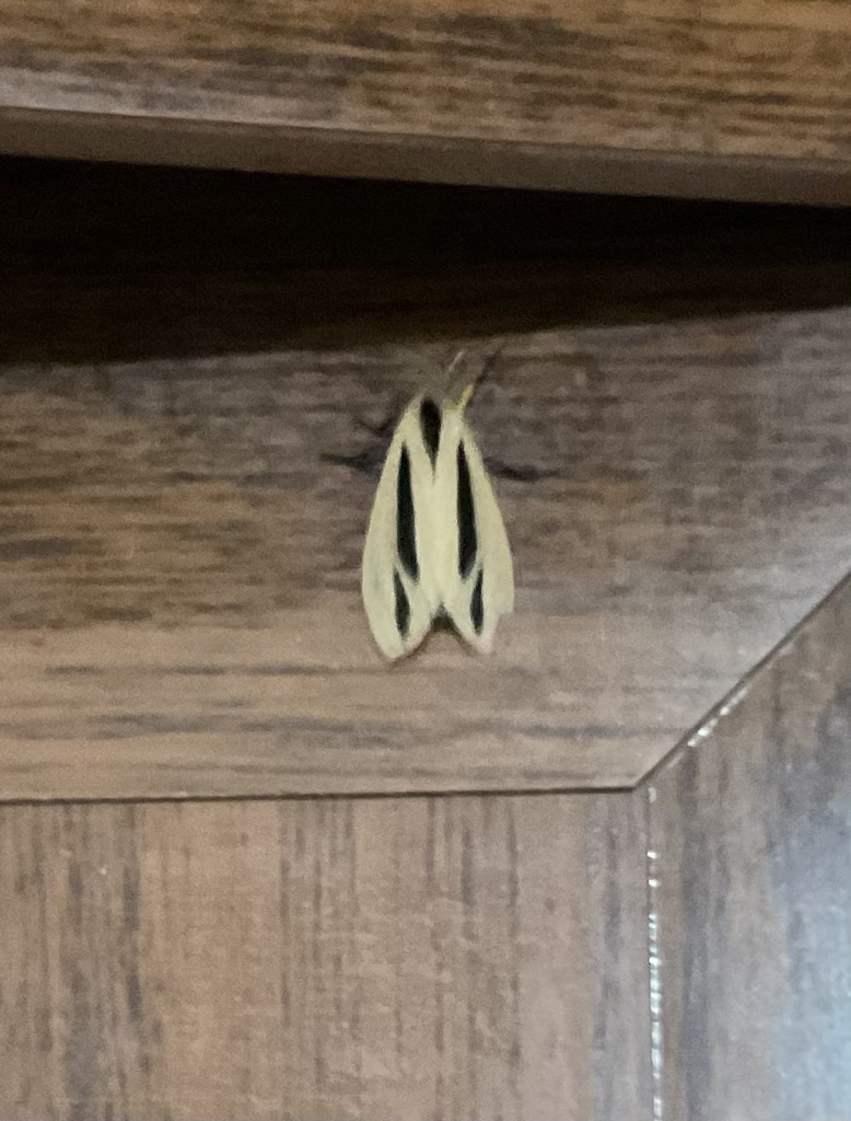 Baphomet Moth from Adoor, Pathanamthitta, KL, IN on October 29, 2022 at ...