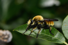 Laphria engelhardti