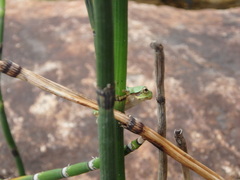 Hyla japonica