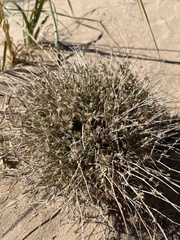 Stephanomeria pauciflora