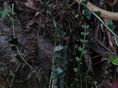 Asplenium flabellifolium