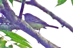 Myiopagis olallai