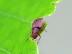 Paratenetus