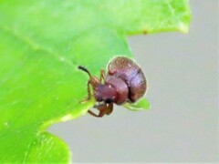 Paratenetus
