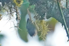 Myiopagis olallai
