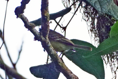 Myiopagis olallai