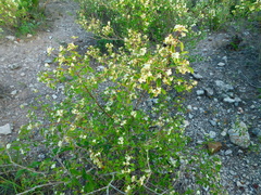 Lippia graveolens