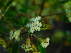 Lippia graveolens