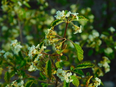 Lippia graveolens