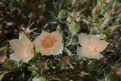 Mentzelia involucrata