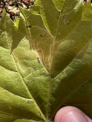 Phyllocnistis vitifoliella