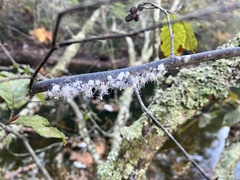Prociphilus tessellatus