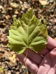 Phyllocnistis vitifoliella