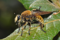 Laphria engelhardti