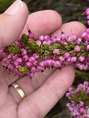 Erica gracilipes